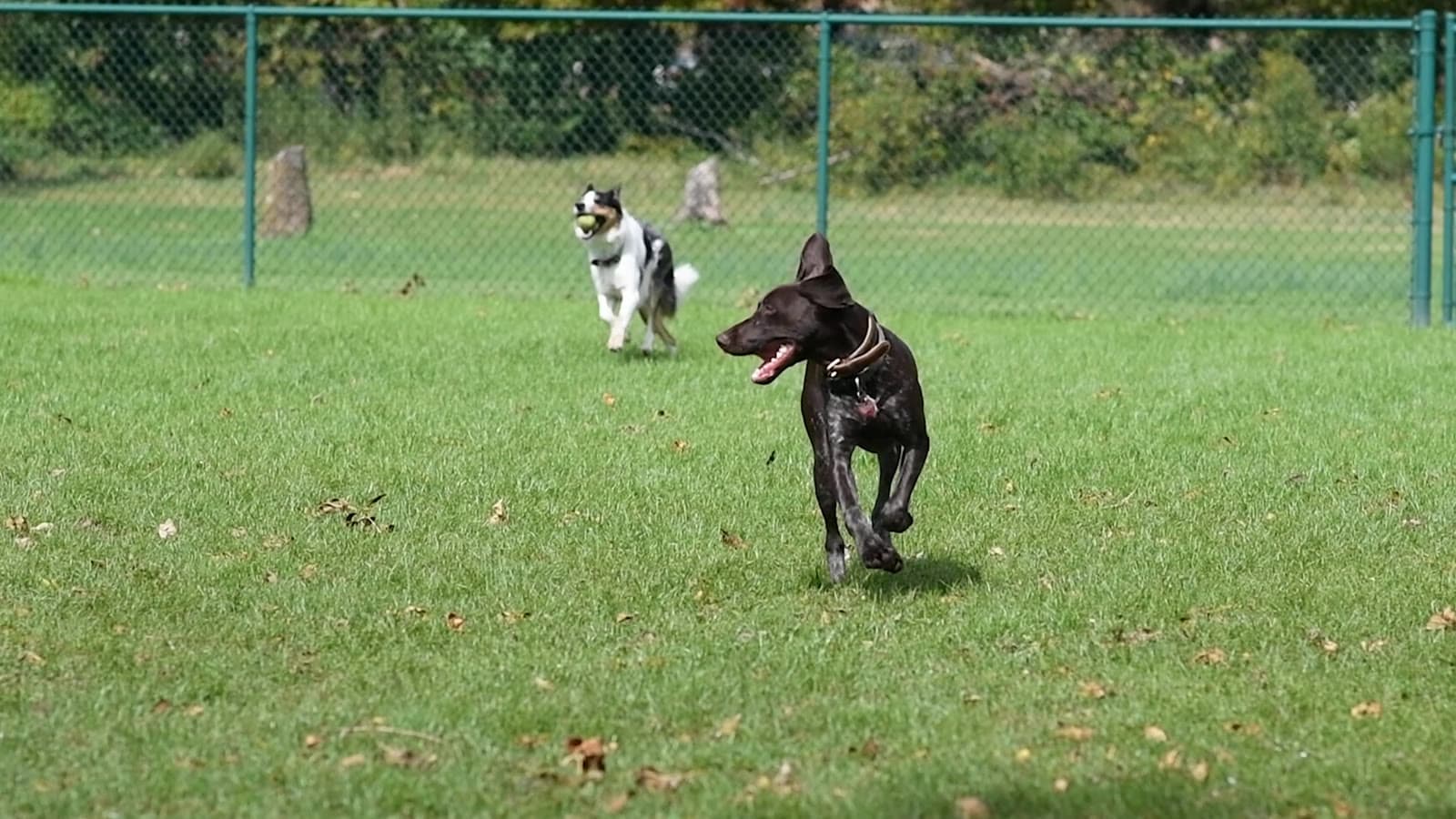 Dogs playing in the K-9 Pet Paradise outdoor yard in Collegeville, PA